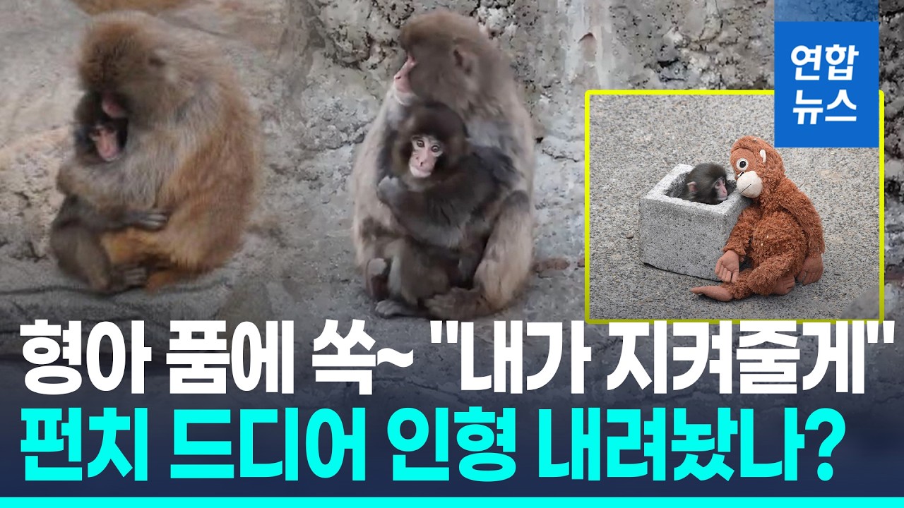 새끼원숭이 '펀치'가 달라졌다…인형 내려놓고 친구 품에 '쏙' / 연합뉴스 (Yonhapnews)