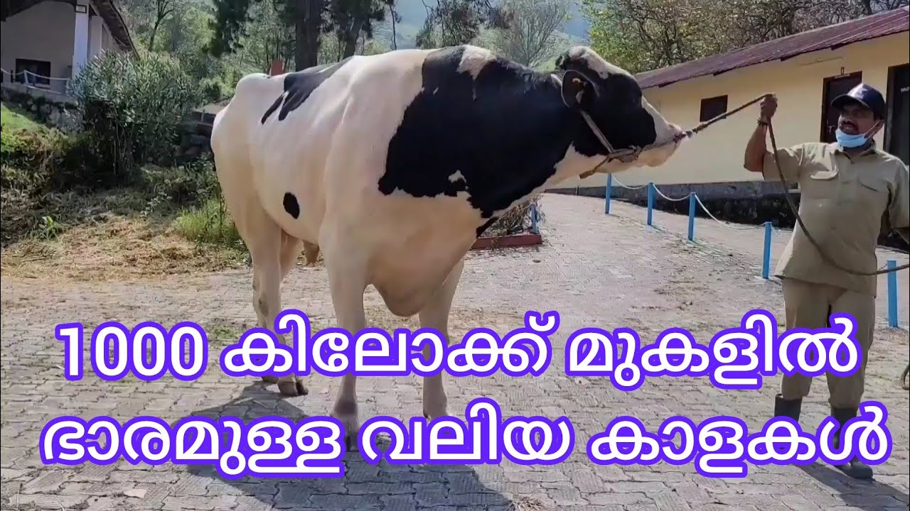 1000 കിലോക്ക് മുകളിൽ ഭാരം ഉള്ള വലിയ കാളകൾ KLDB മാട്ടുപ്പെട്ടി ഫാമിൽ