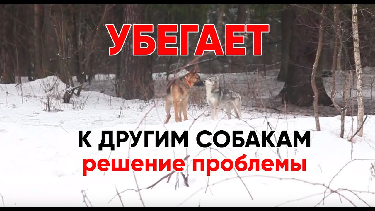 Рекс убегает к другим собакам и не слушается.