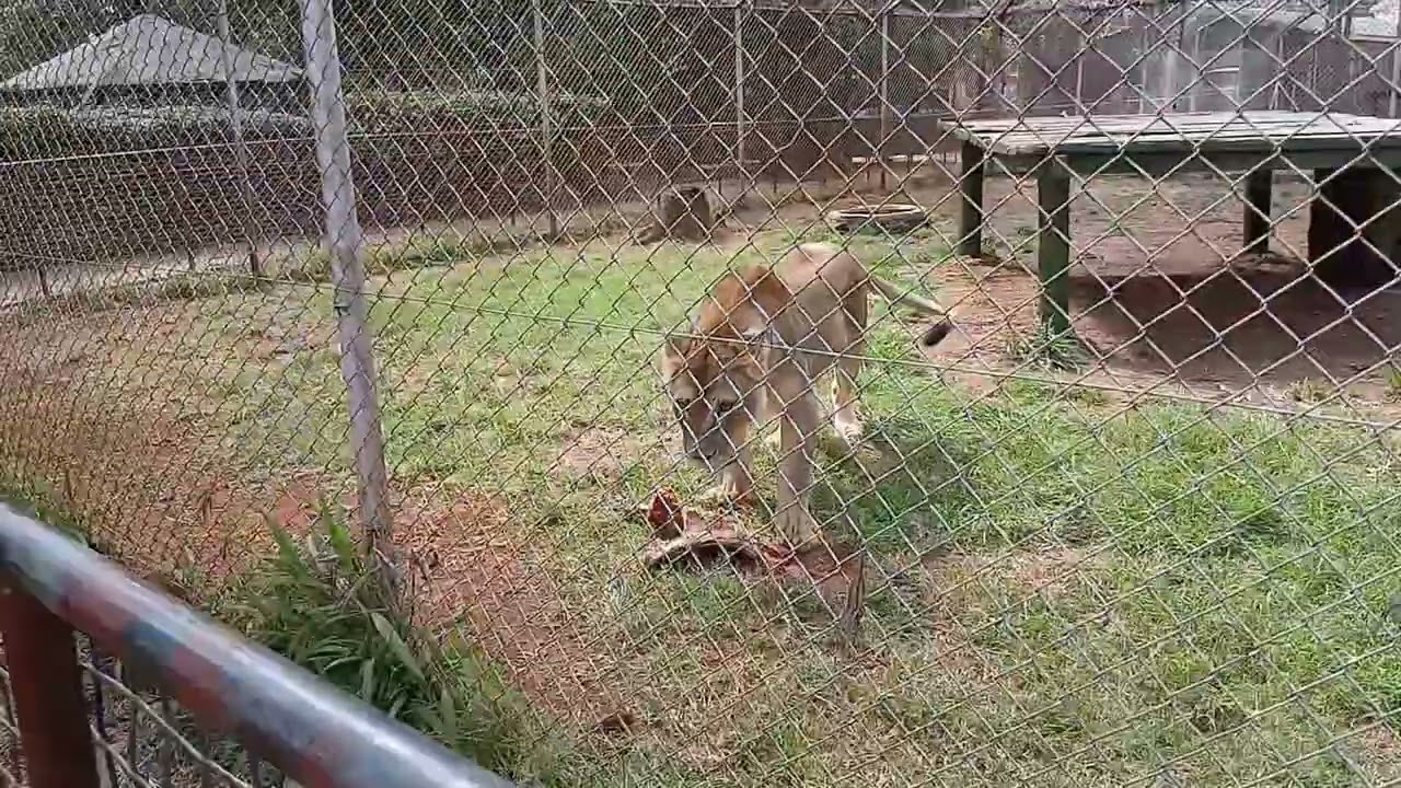 Moments of fun and panic 🐒🐆😮
