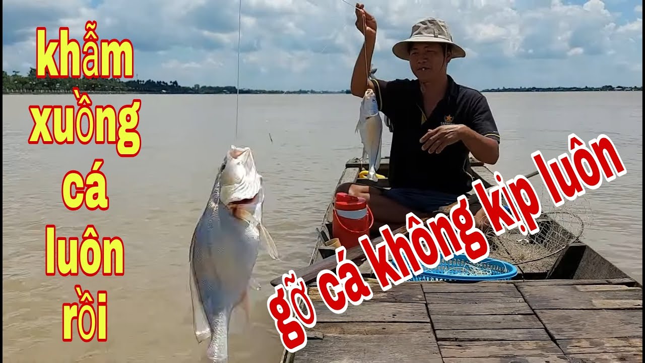 Đem Hết Tài Sản Câu Hiện Có , Đánh Một Trấn Lớn Nhất Nào Giờ , Gỡ Cá Mệt Luôn # SĂN BẮT ĐỒNG THÁP #