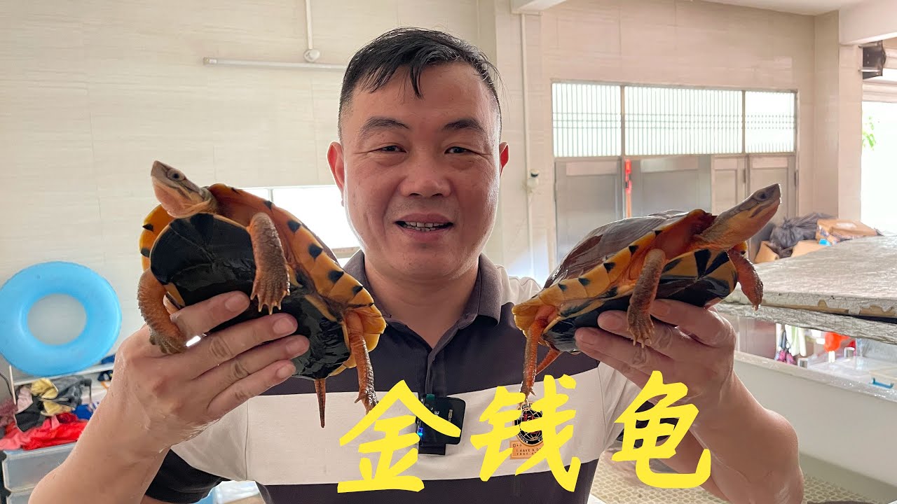 【老林赶野】很多網友想看烏龜視頻，今天給大家來一個，價格也比以前便宜一半