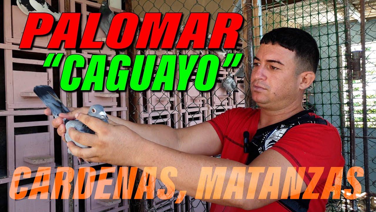 PALOMAR 