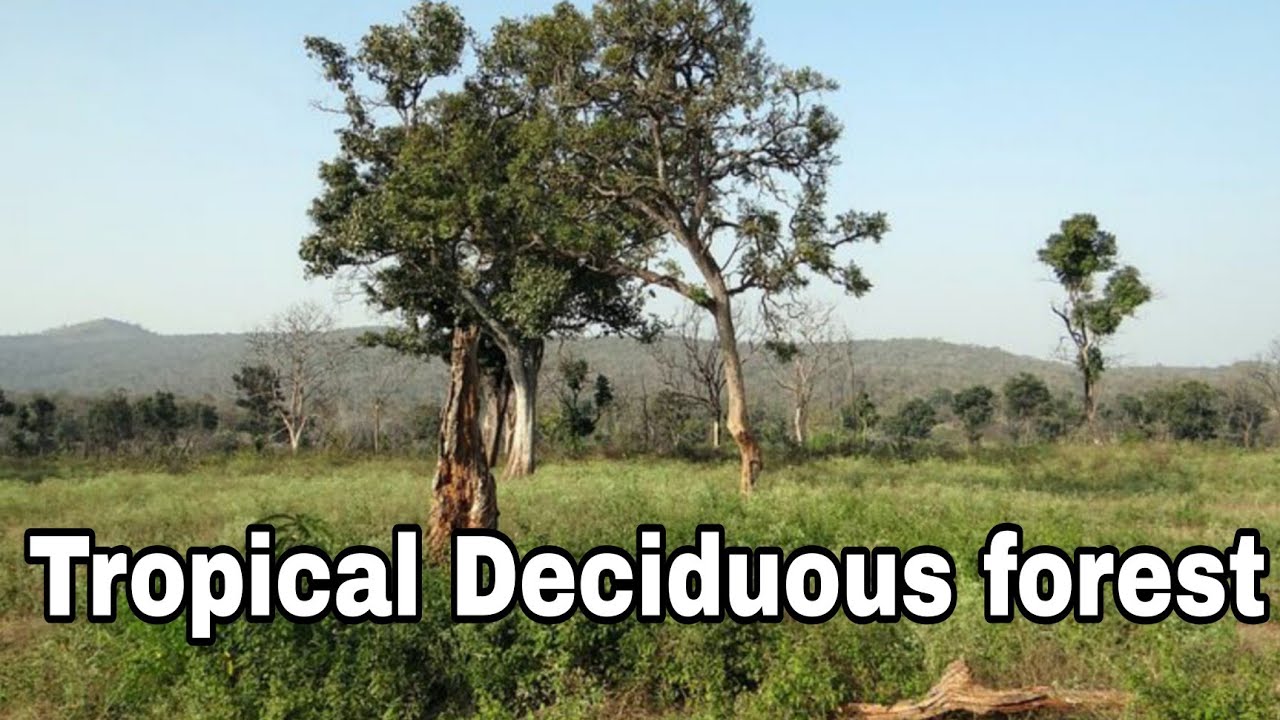 Tropical deciduous forest, Natural vegetation and wildlife,Monsoon forest, Tropical region