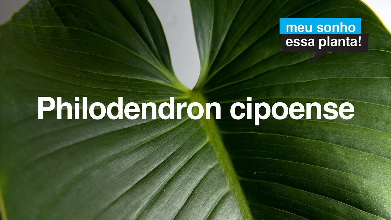 Philodendron cipoense - Nativo do Brasil - Serra do Cipó | Meu Sonho Essa Planta no Flay Channel
