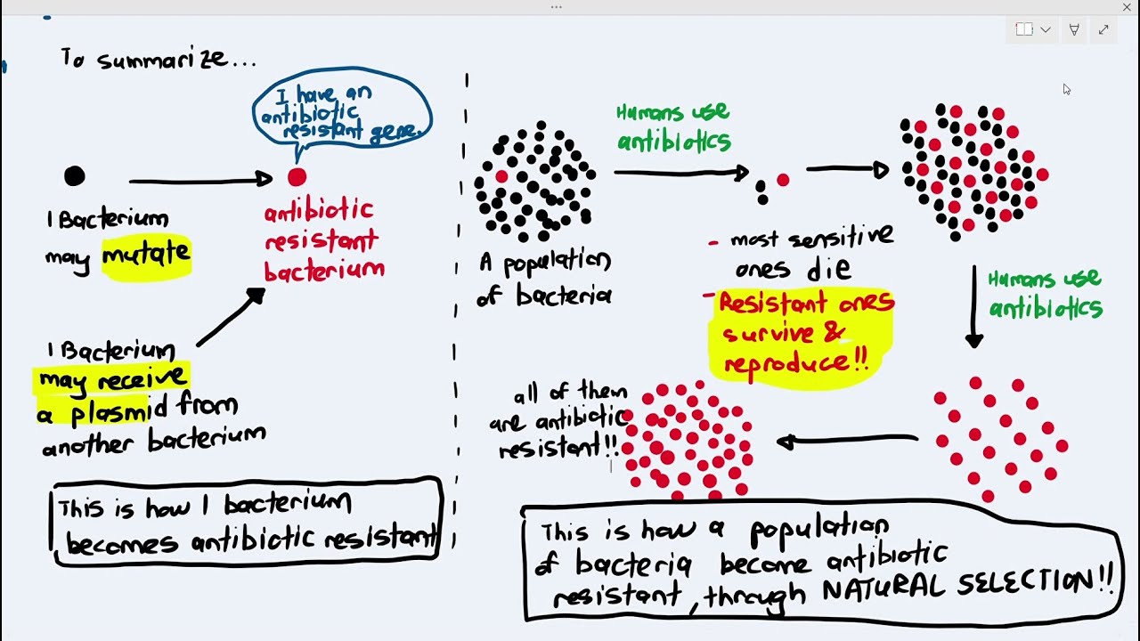 10-8 Antibiotic Resistance (Cambridge AS A Level Biology, 9700)