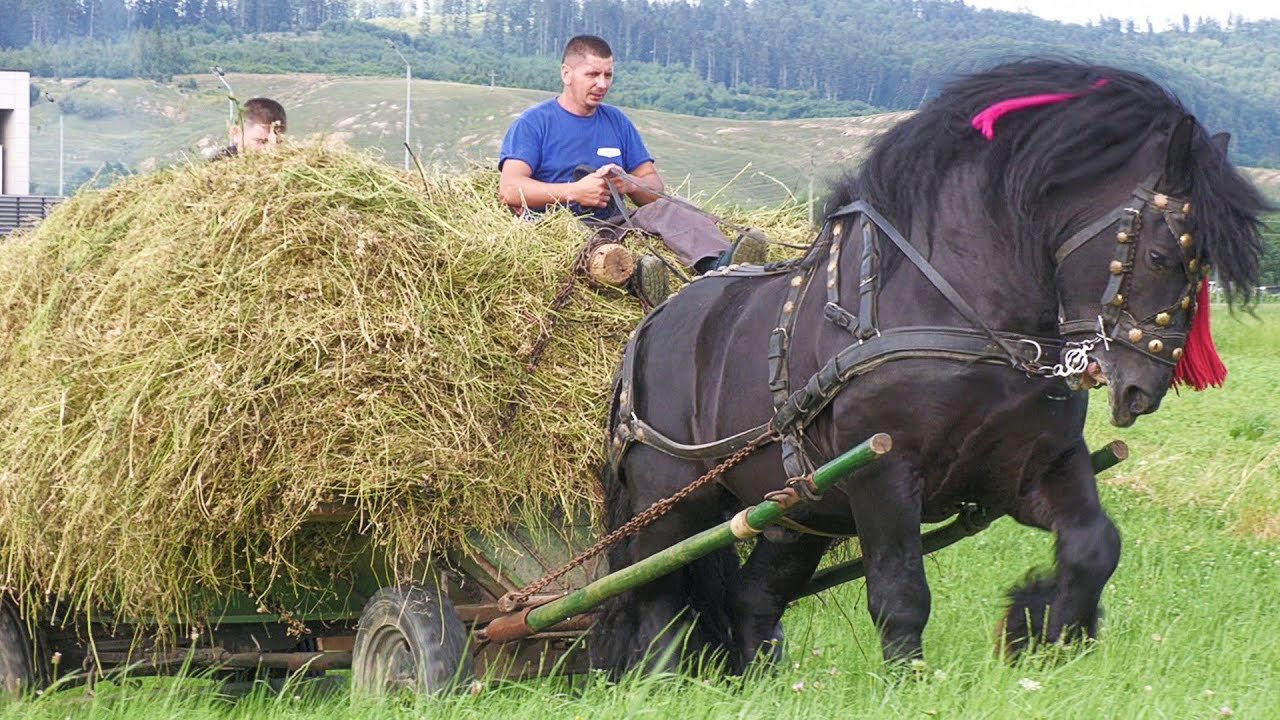 Cai ”Clacă la fân” - cu Bogdan și familia Păltinoasa - Bucovina 2023