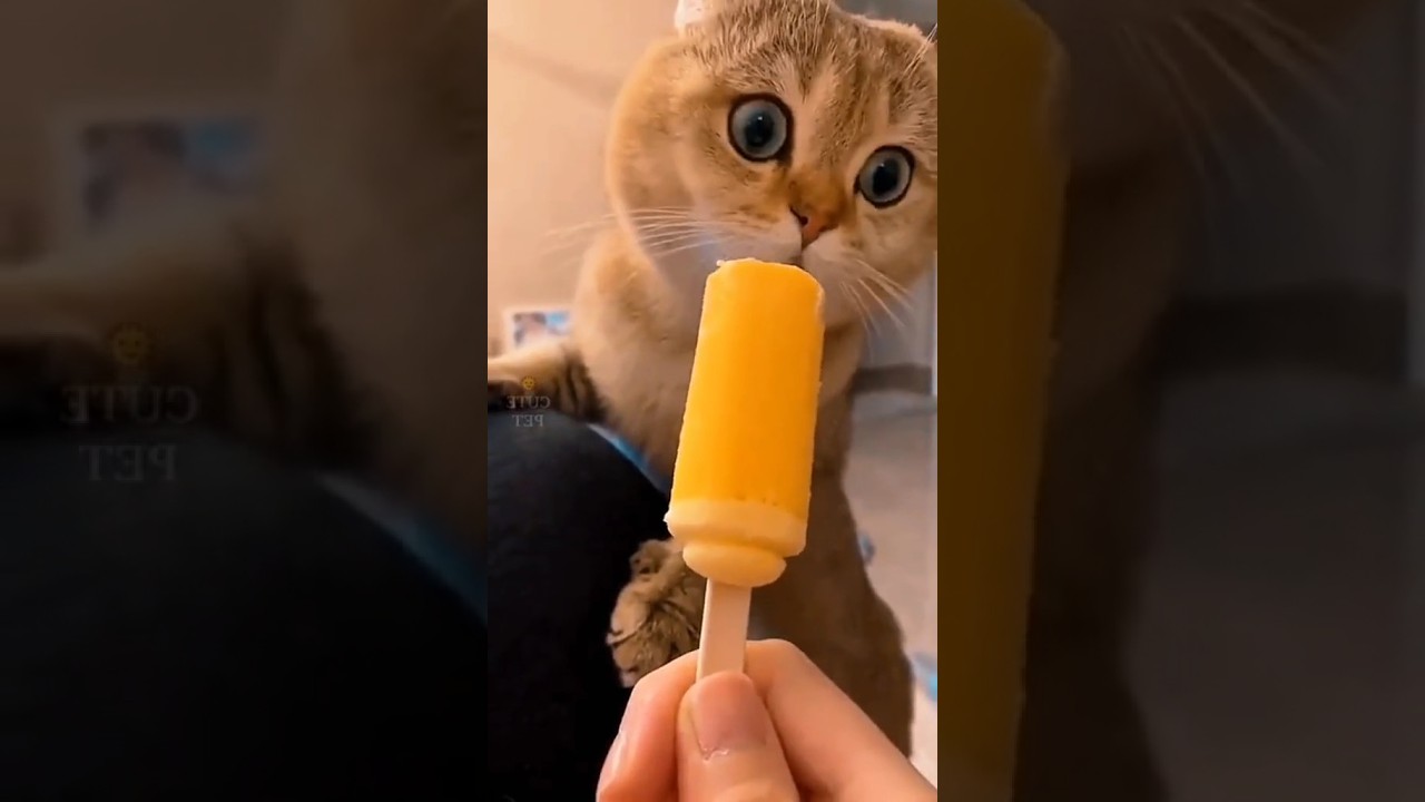 kelakuan meong bikin ngakak, kucing lucu #cat #oyenbarbar #kucinglucu #oyenlucu