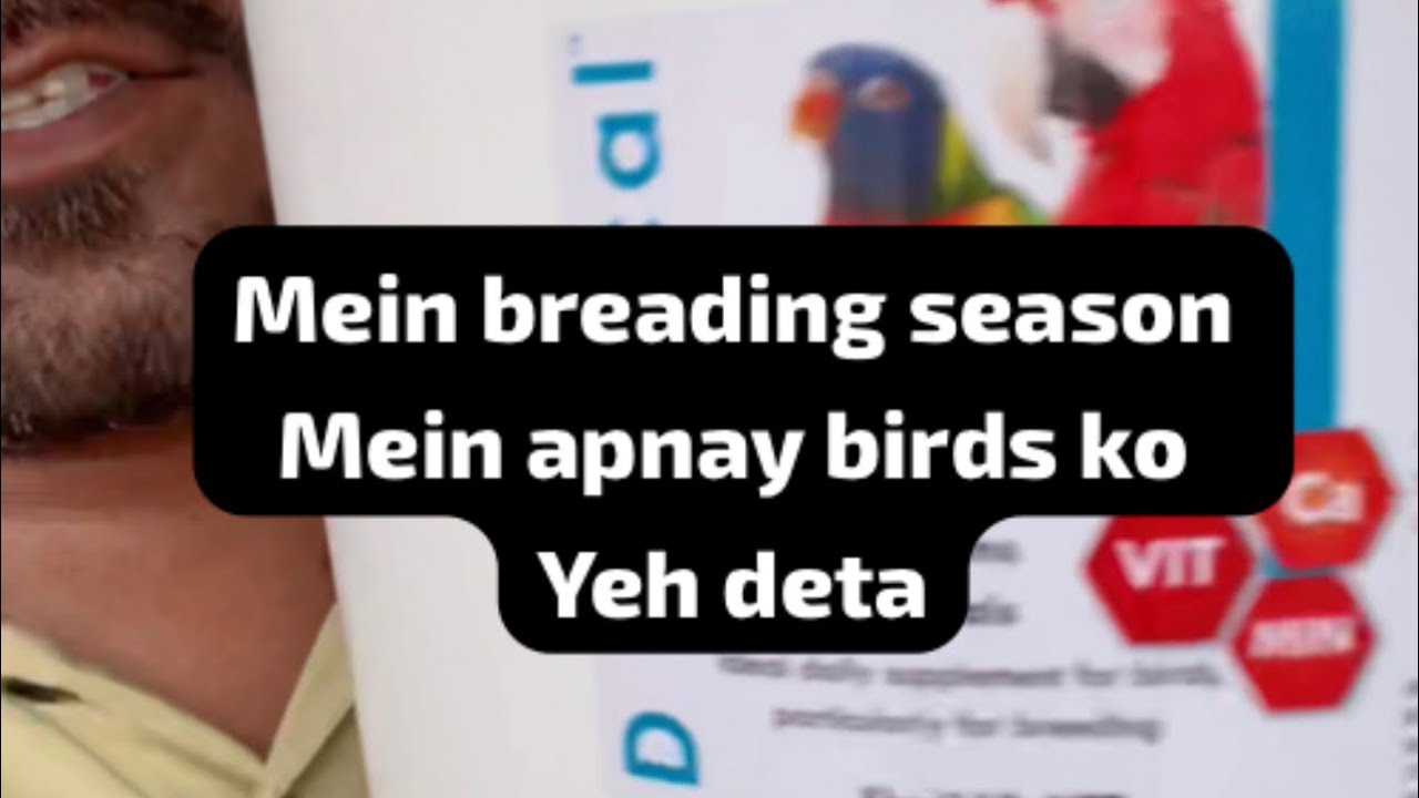 Breading season mein yeh den or phir bachy hi bachy Len 😇🥰❤️ #birdscare #youtube #albinoredeyes