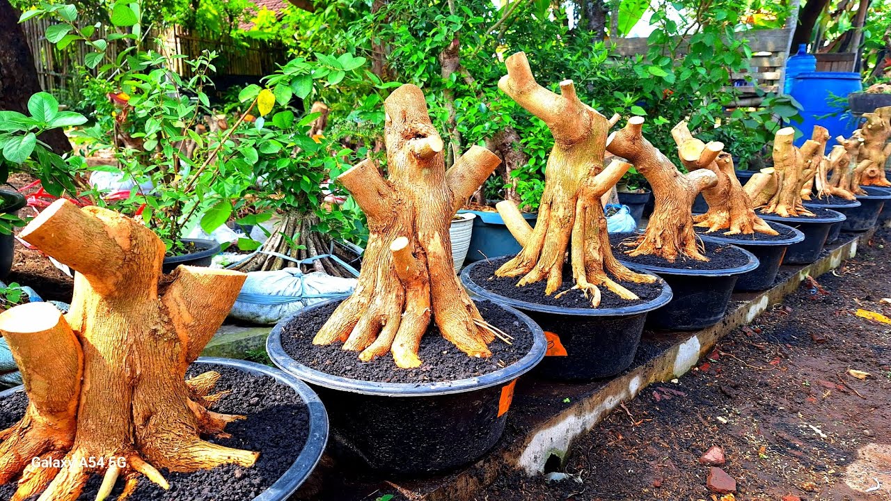 REVIEW HARGA SANCANG PROSPEK COCOK UNTUK PEMULA
