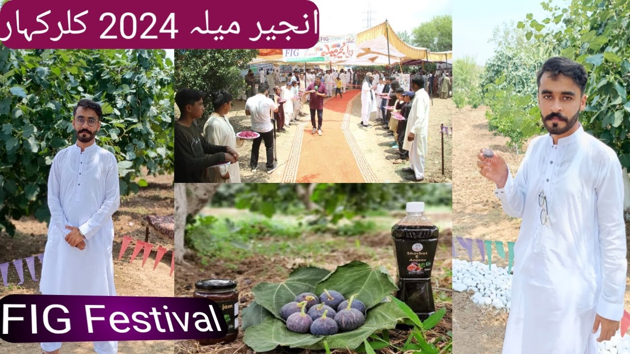 Fig Festival 2024#figfestival #24june#2024#kallarkahar