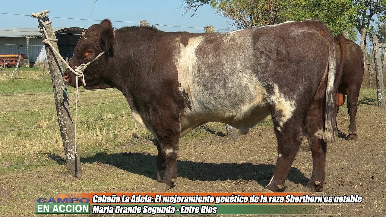 Shorthorn -  El mejoramiento genético es notable - Fabián García