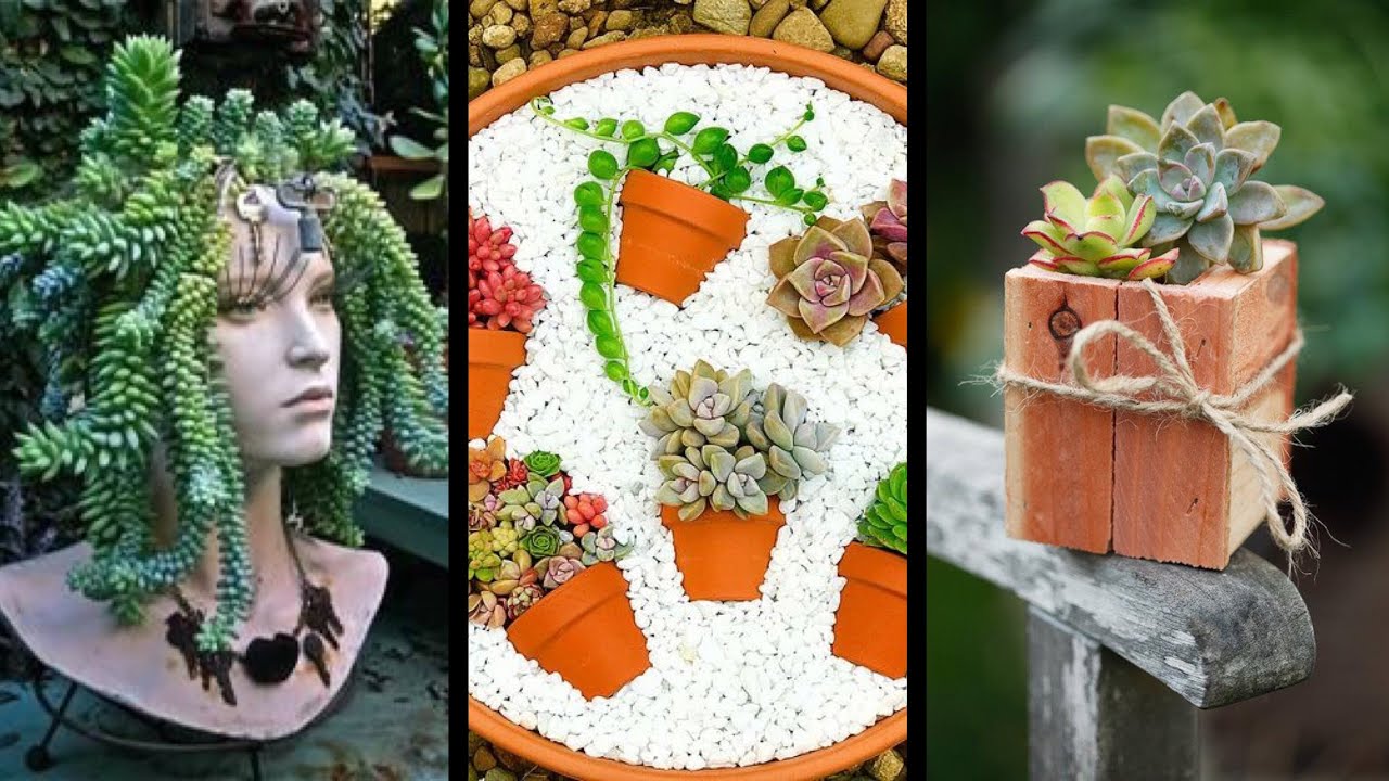 20 IDEIAS Com SUCULENTAS #2 E Como PLANTAR - Eduardo Wizard