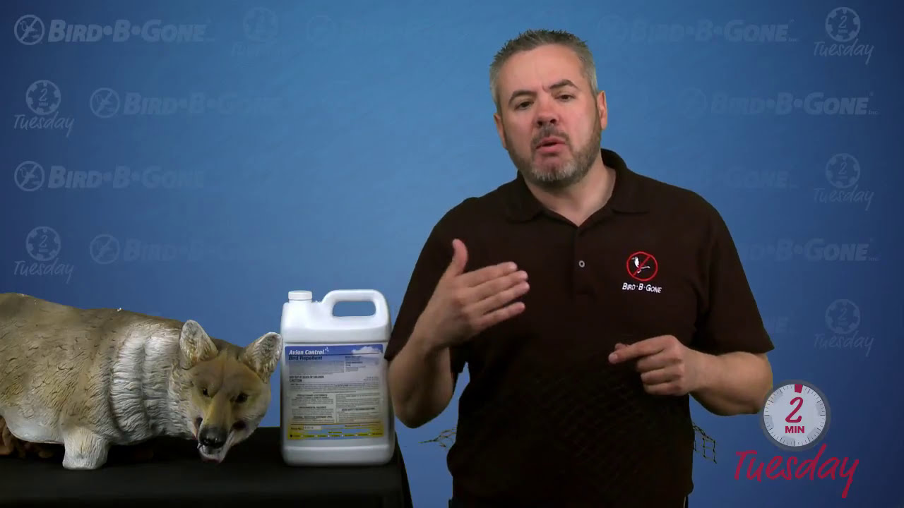 3 Easy Goose Control Solutions [Expert Tips] Bird B Gone