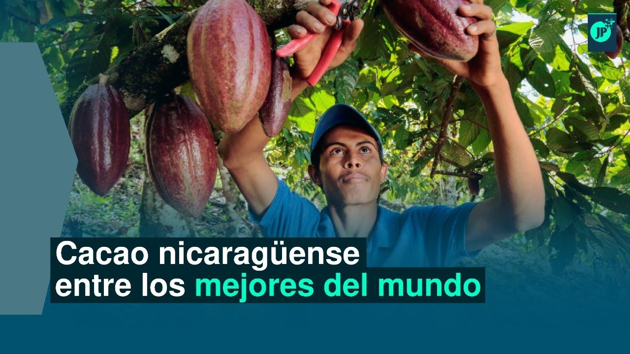 Cacao de Nicaragua entre los mejores del mundo