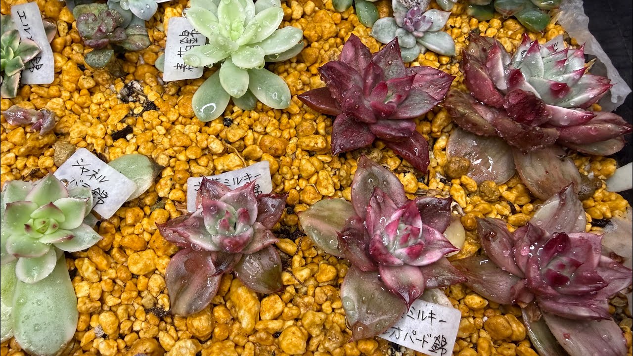 Minis suculentas variegadas 🥰😍