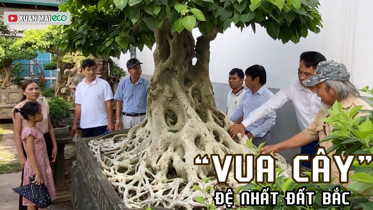 “ VUA CÂY” BỒ ĐỀ  ĐỆ NHẤT ĐẤT BẮC. ĐÍCH MỤC SỞ THỊ TẠI NHÀ VƯỜN PHÚC TÂM VĂN GIANG, HƯNG YÊN.