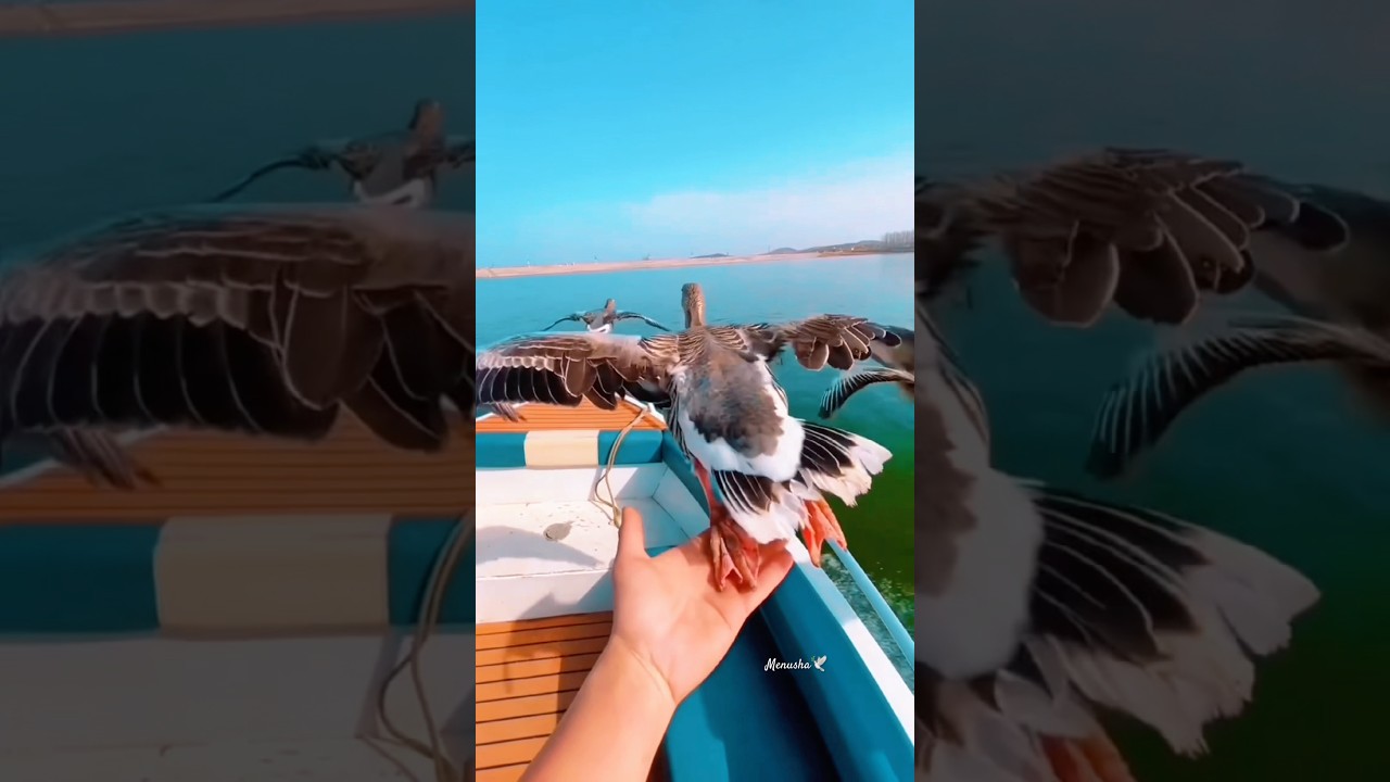 Birdlife 🕊️🍃 @MenushaAdikari