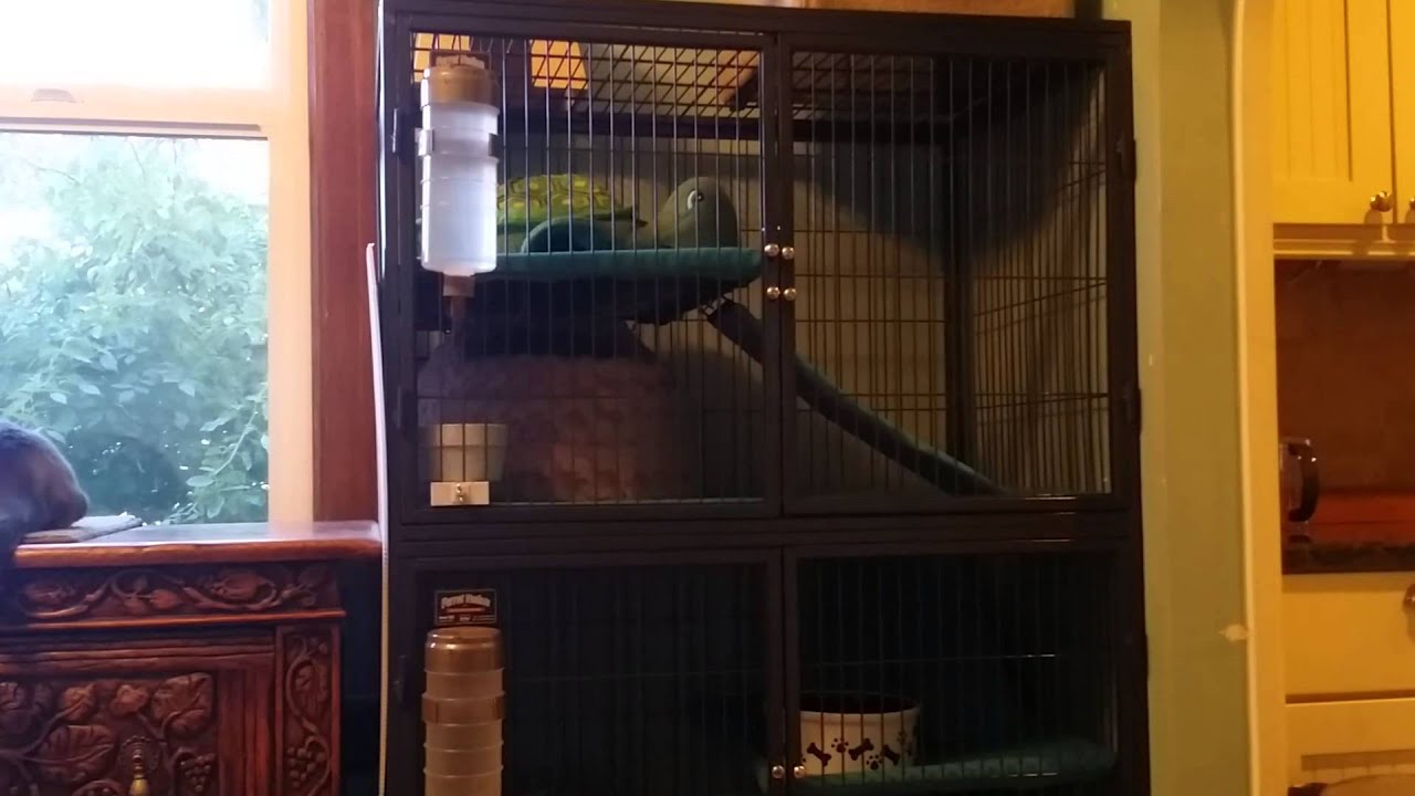 Ferrets: The Good & The Bad