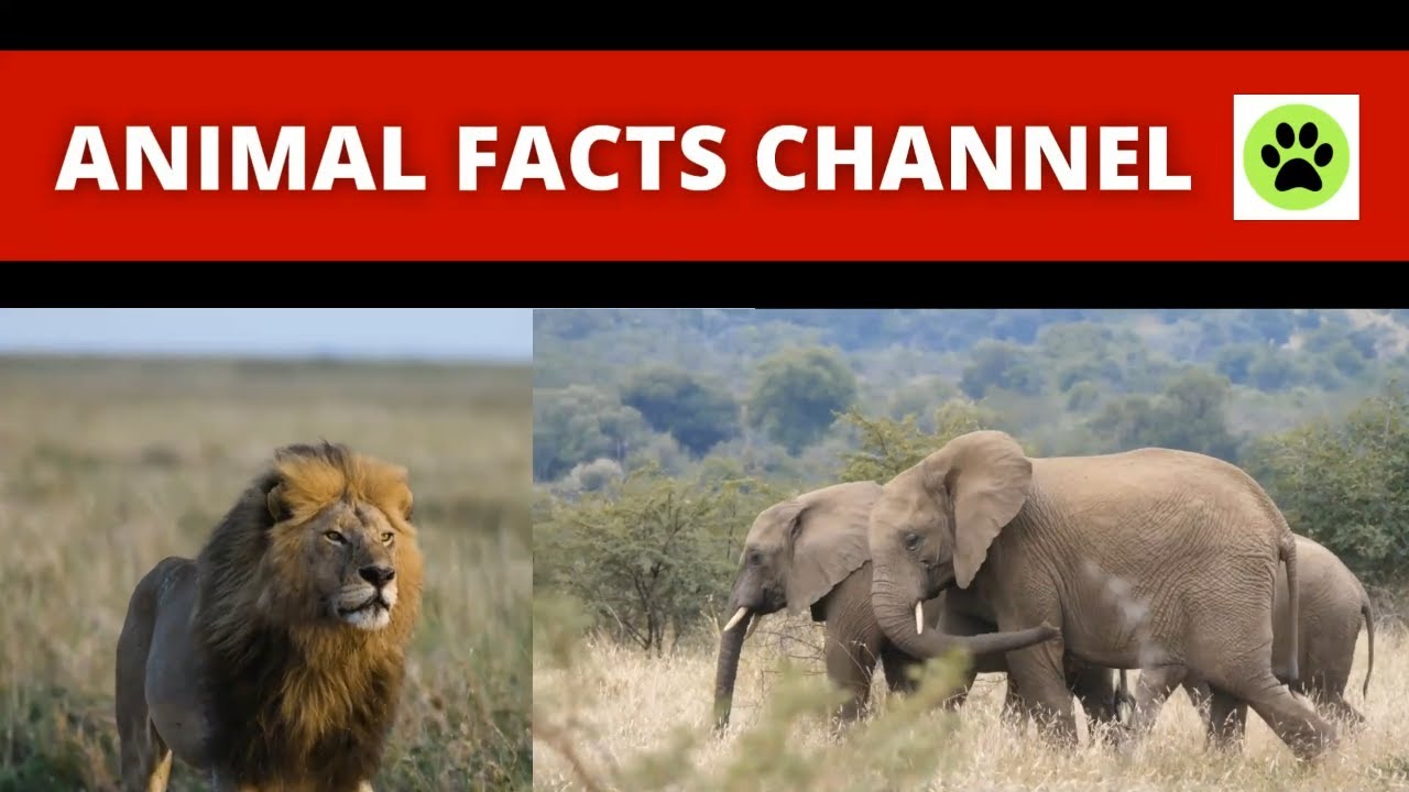 NEW, Animal, Facts, CHANNEL, Interesting, FACTS, Lion, Elephant, Horse, GORILLA, Intro, VIDEO, HD