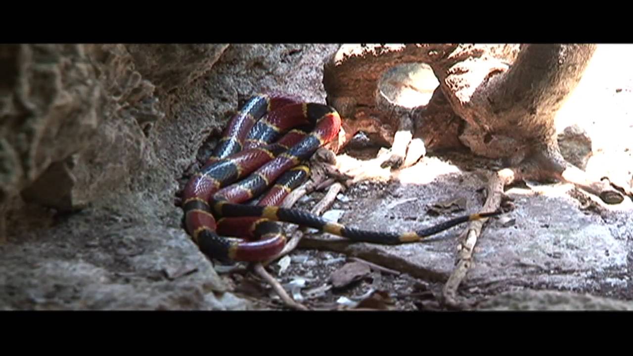 En Chiapas habitan más de 120 especies de serpientes