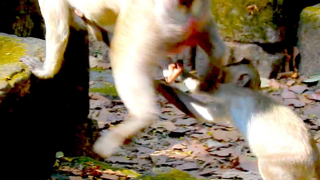 OMG! Young Female Monkey Gently Catches Baby Jiva Behind Mom Jazzy