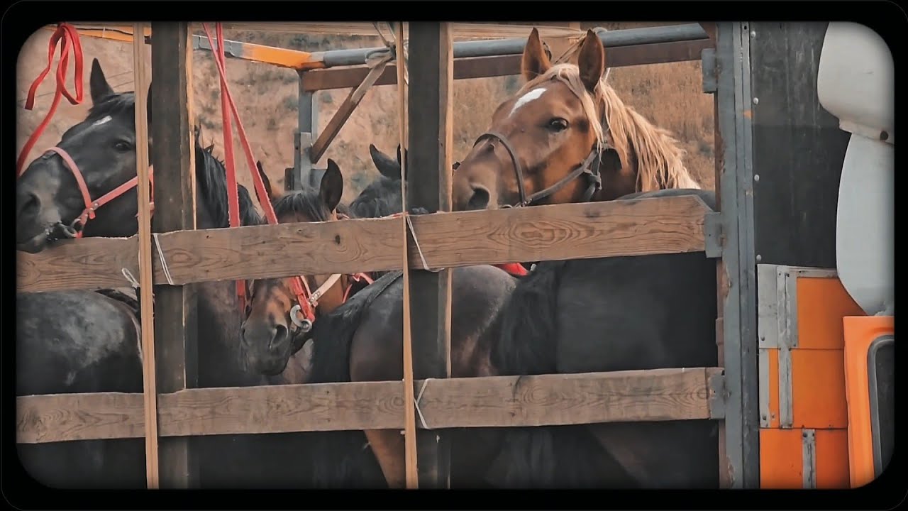 Ажыке жайлоосу/ Каримов Сулайман атанын ашы (1- бөлүм)