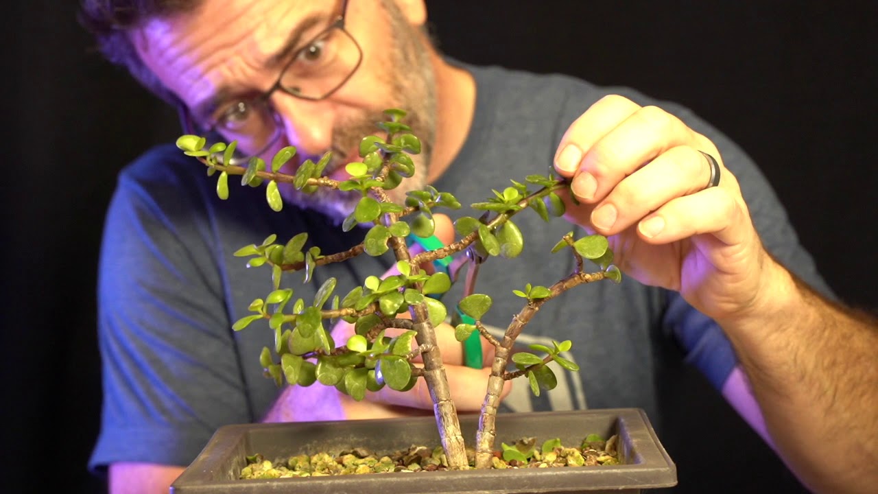 Pruning Portulacaria Afra:  Dave's Bonsai E64