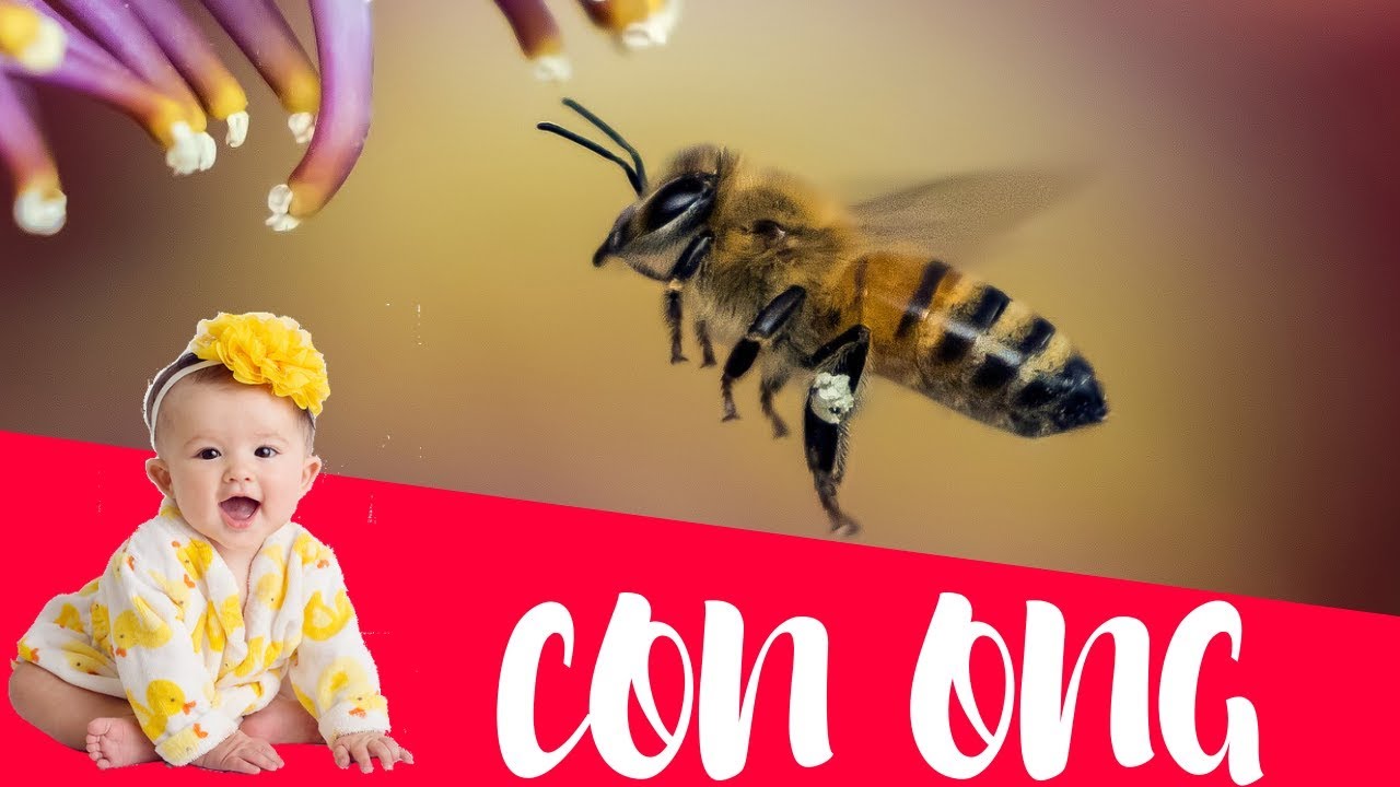 Dạy b&eacute; học Con ong | Dạy em b&eacute; tập n&oacute;i t&ecirc;n v&agrave; hoạt động c&aacute;c con vật