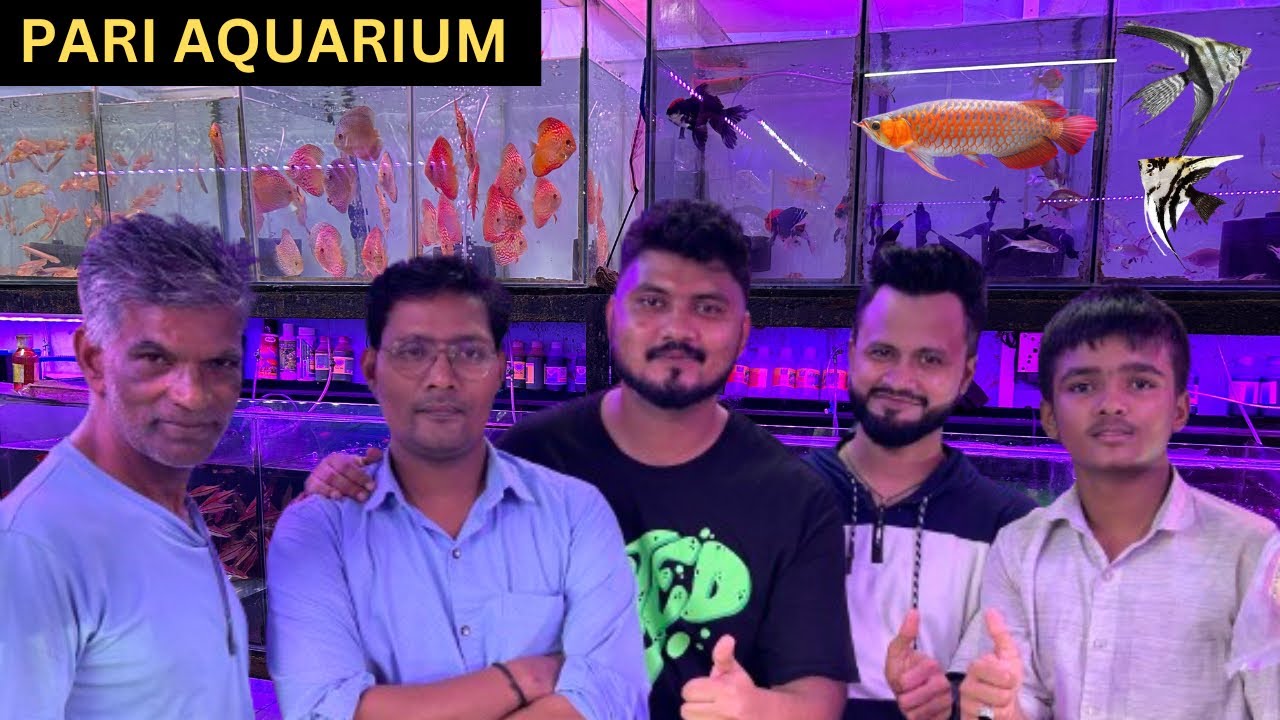 New Aquarium Fish Stock at Pari Aquarium | Kurla Aquarium Market