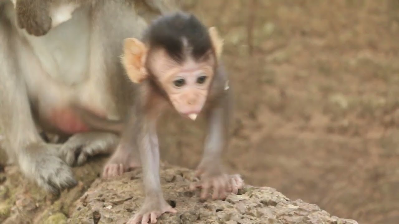 #monkey #babymokey #animals #funnymokey #babymonkey