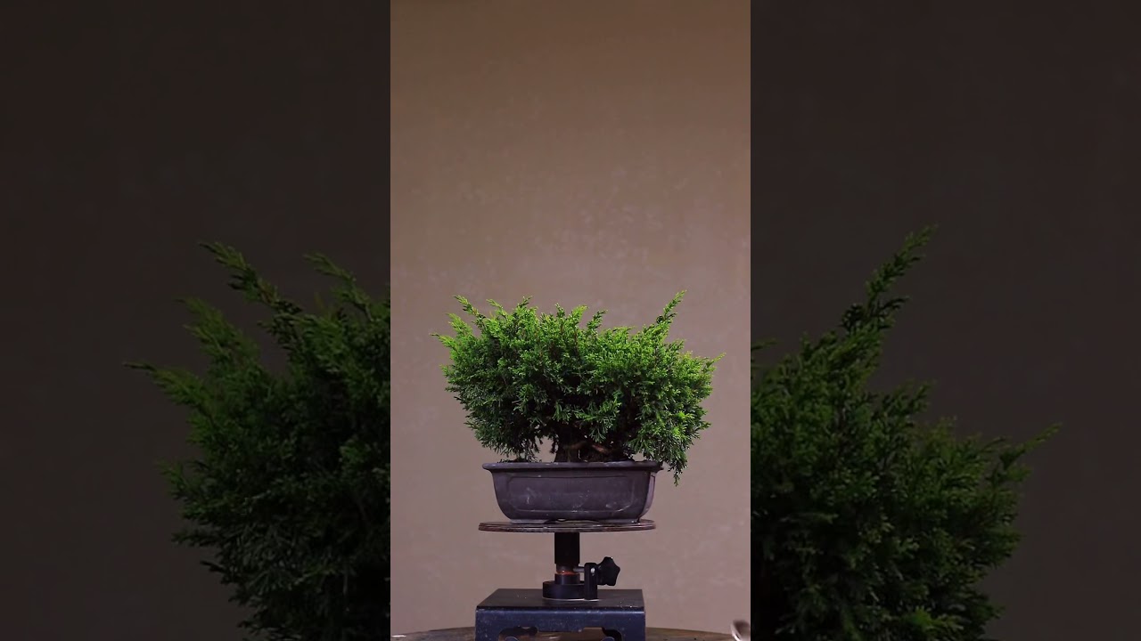 bonsai before and after