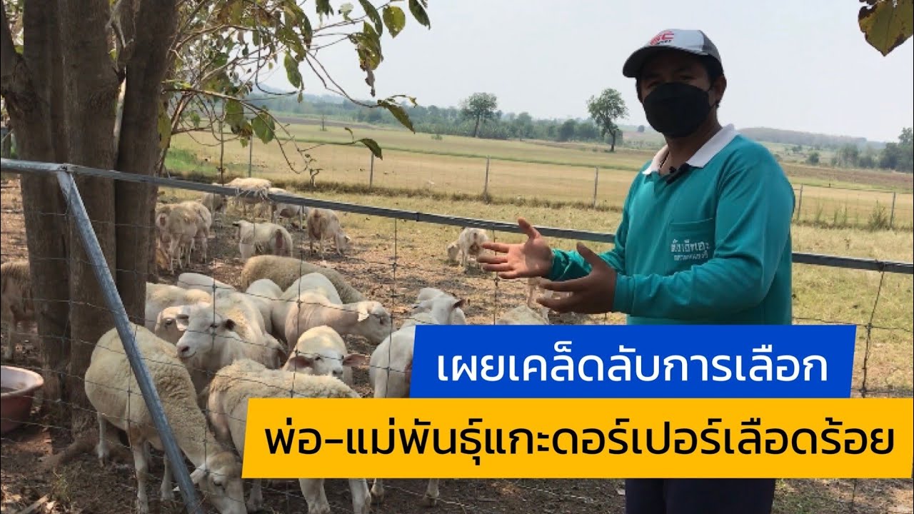 เผยเคล็ดลับการเลือก พ่อ-แม่พันธุ์แกะดอร์เปอร์เลือดร้อยสไตล์ SC BAR ส.ช้างชนะฟาร์ม @ชุมชนคนเลี้ยงแกะ