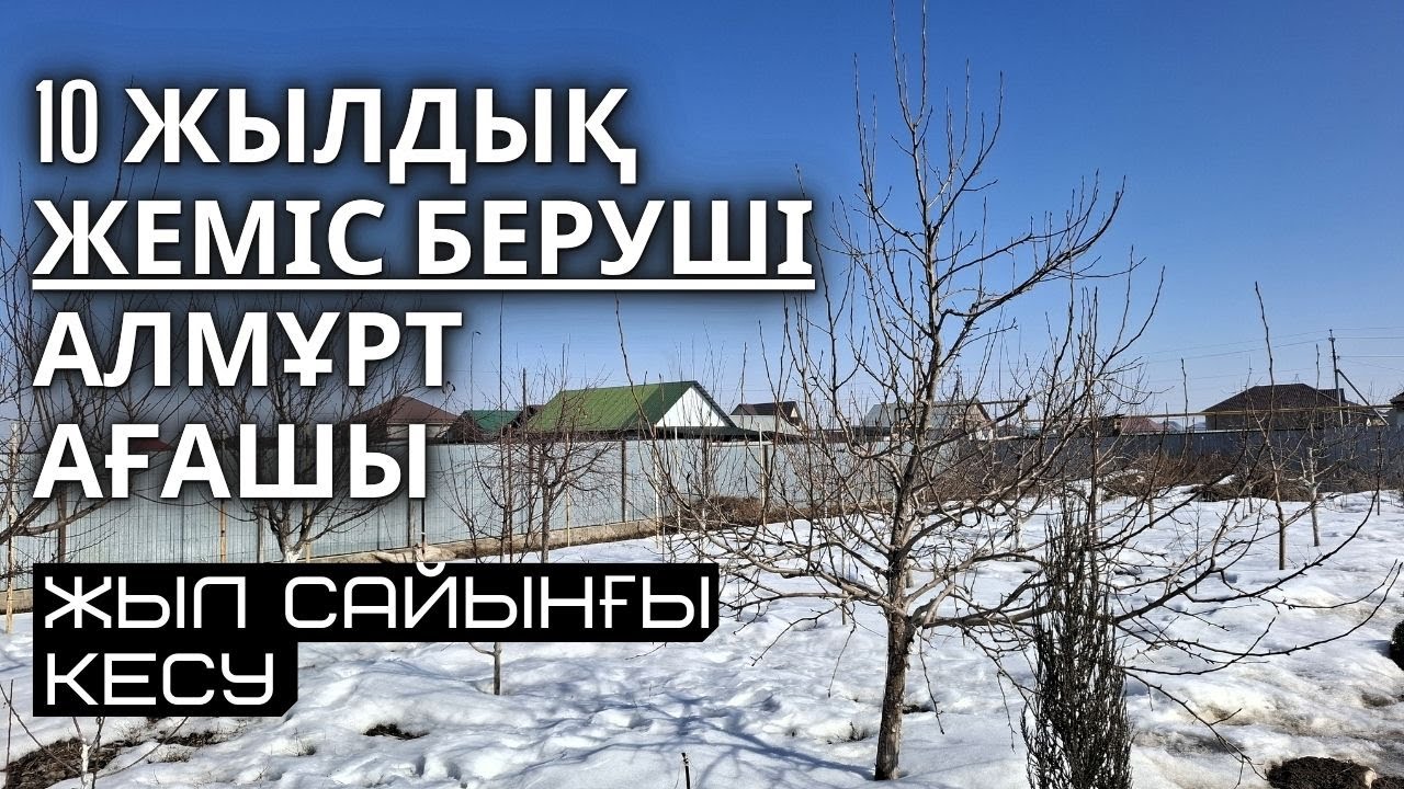 10 ЖЫЛДЫҚ АЛМҰРТ АҒАШЫН ЖЫЛ САЙЫНҒЫ КЕСУ, ескірген бұтақтарын жаңарту