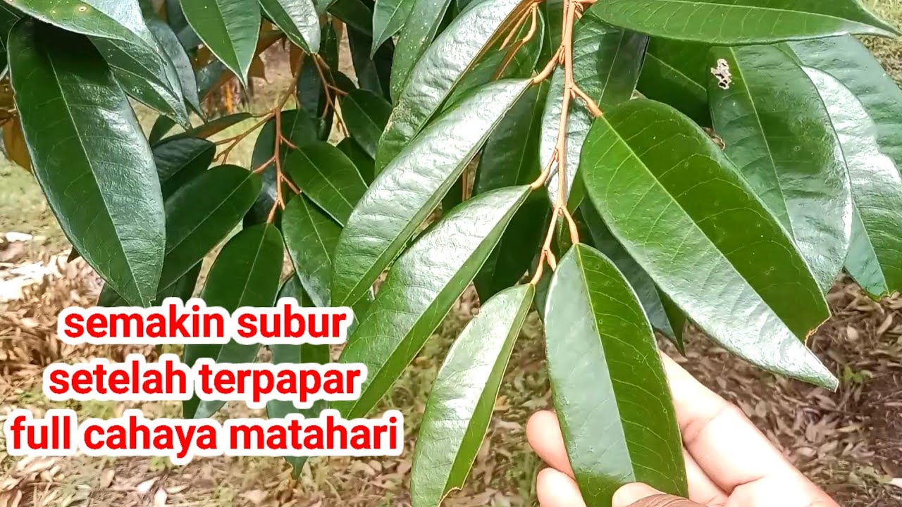 Pohon durian makin subur tanpa naungan
