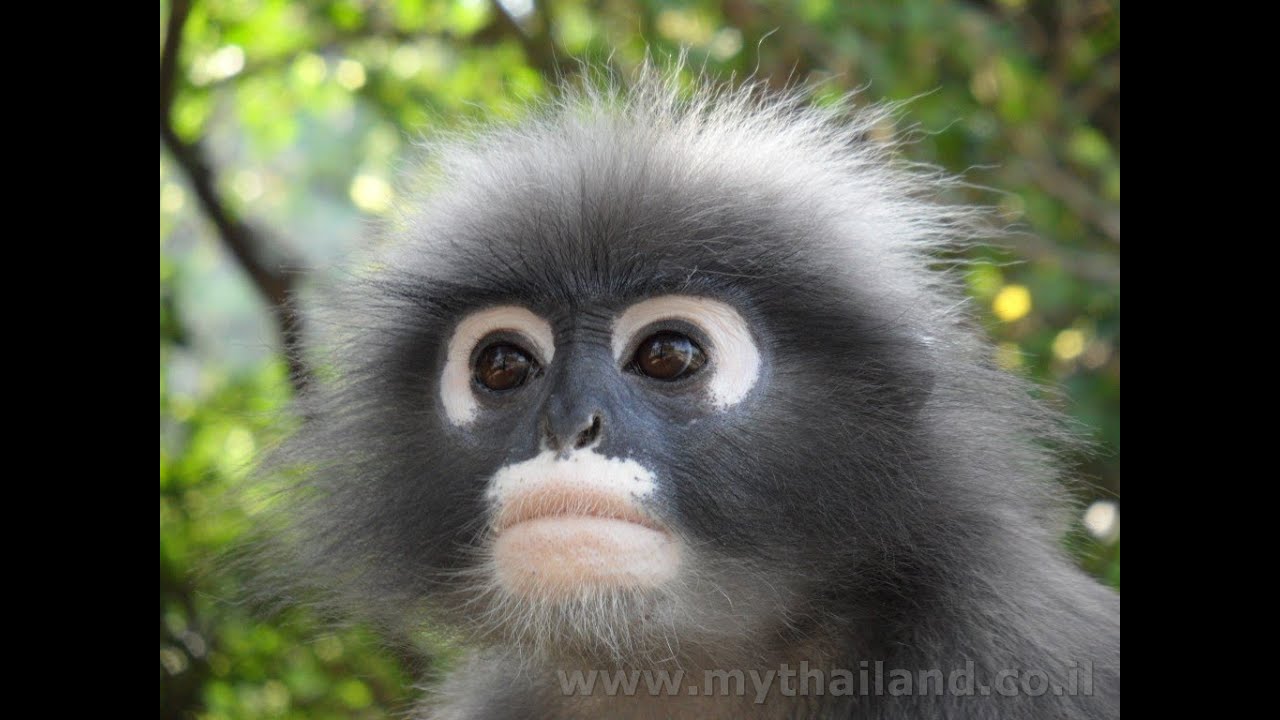 Ao Manao (Manao Bay) Cute Monkeys - Thailand