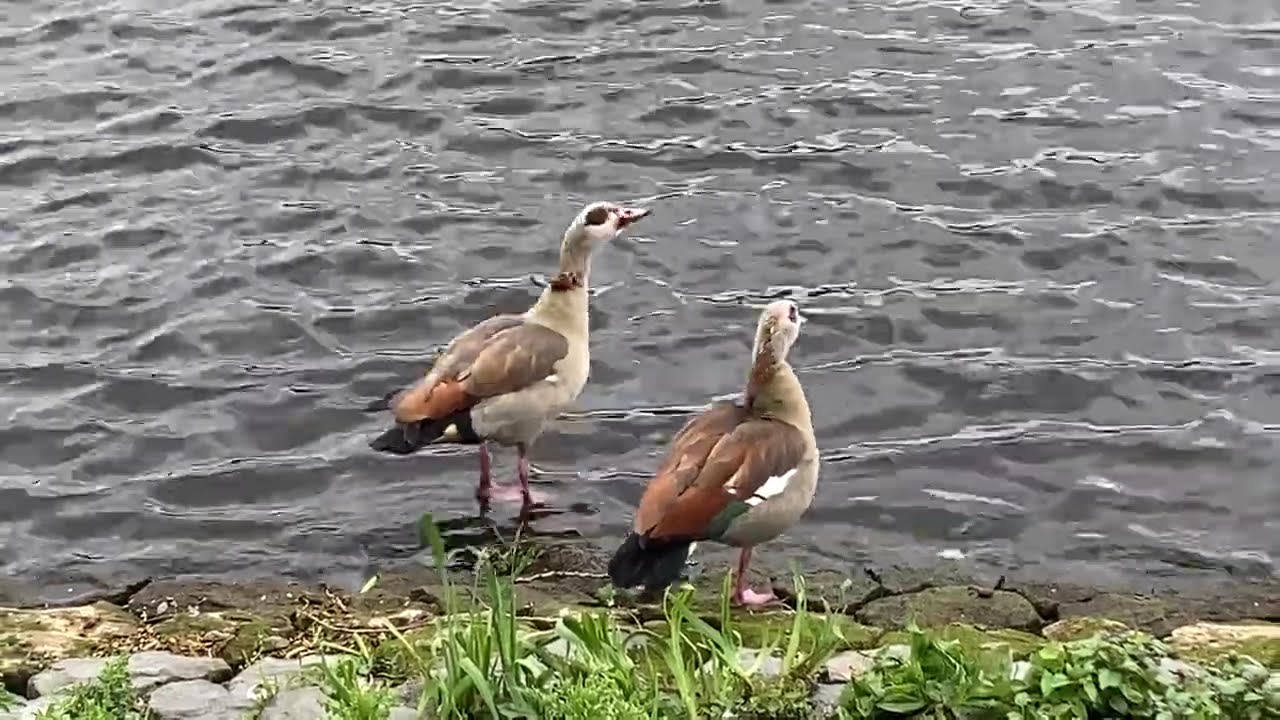 Amsterdam’s Most Stylish Residents 🦆🇳🇱