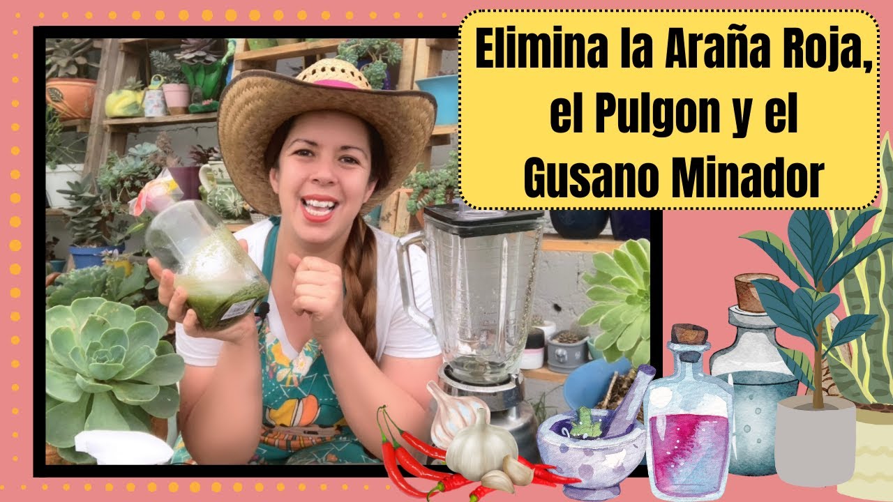 Elimina al pulgón, la araña roja, el gusano minador y la cochinilla con esta receta