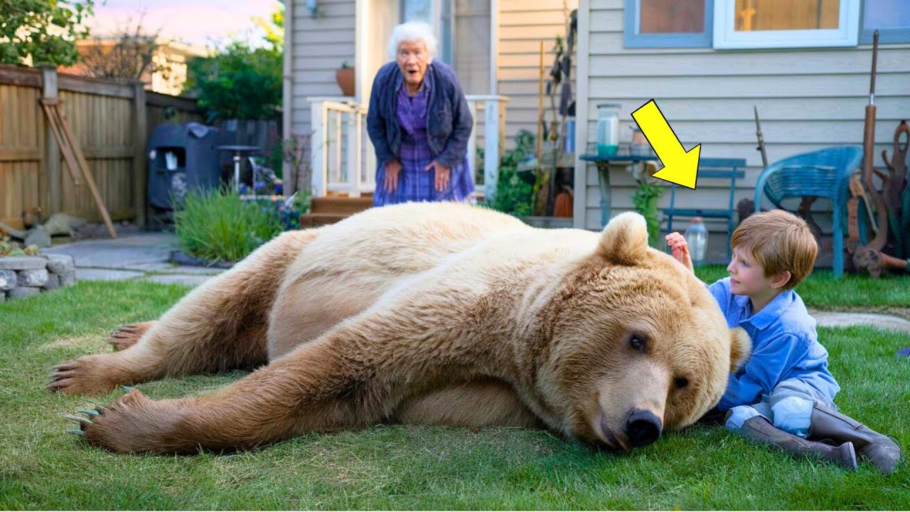 This Pregnant Bear Collapsed in a Backyard – Then a Little Boy Did the Impossible