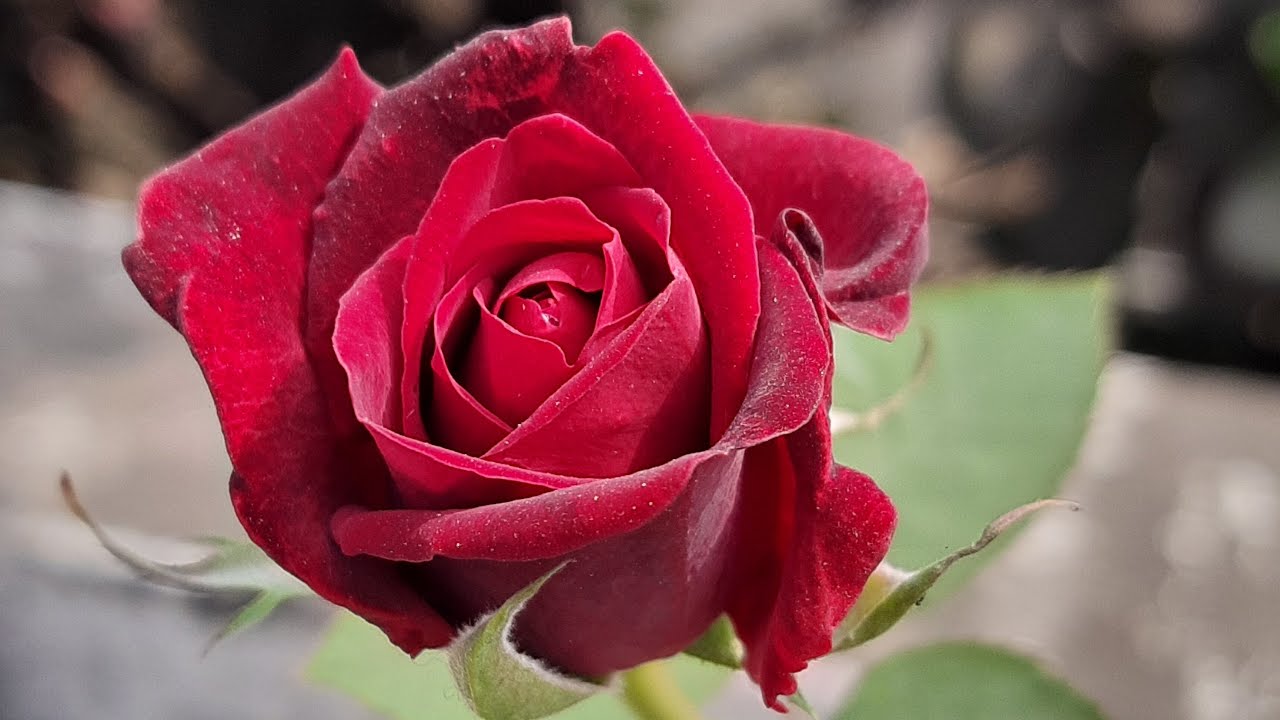 _shilpaaronaura is live শুভ দুপুর বন্ধুরা🙏 ... joldi se join ho jao friends 😀 Happy valentines day💖💝