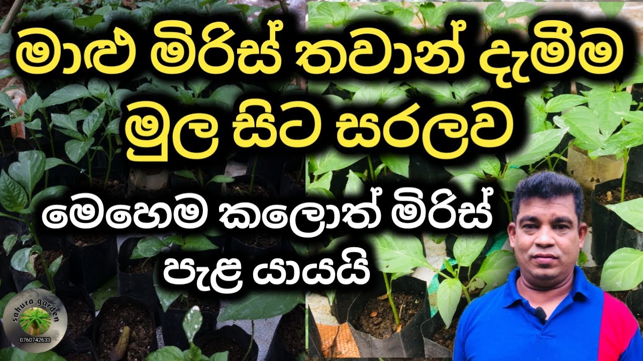 malu miris wagawa/How to grow capsicum in a pot/fish chili cultivation/chilli planting/miris thawan