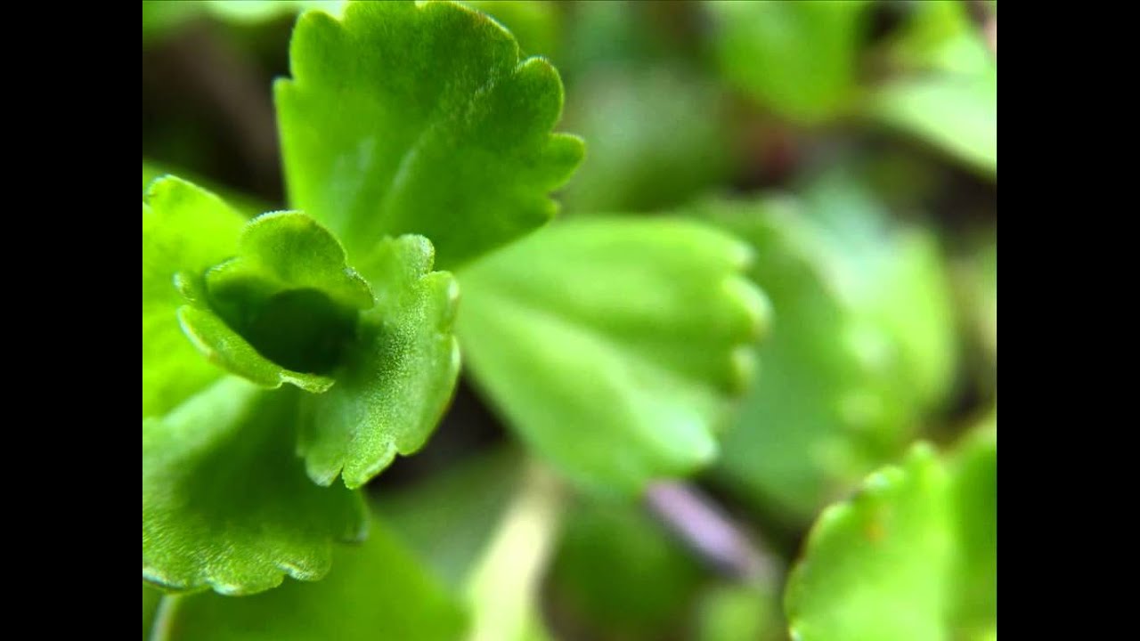 Alma Chillout - Verde Que Te Quiero Verde