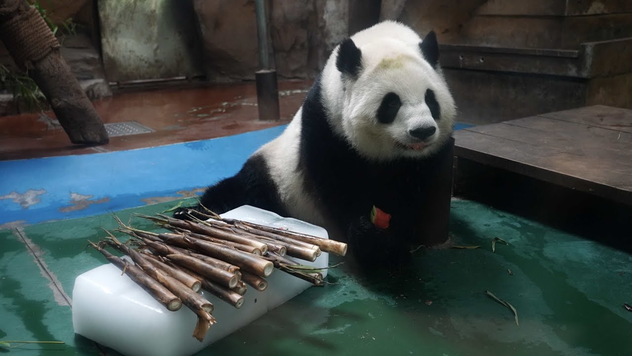 Chengdu Zoo takes measures to help animals stay cool