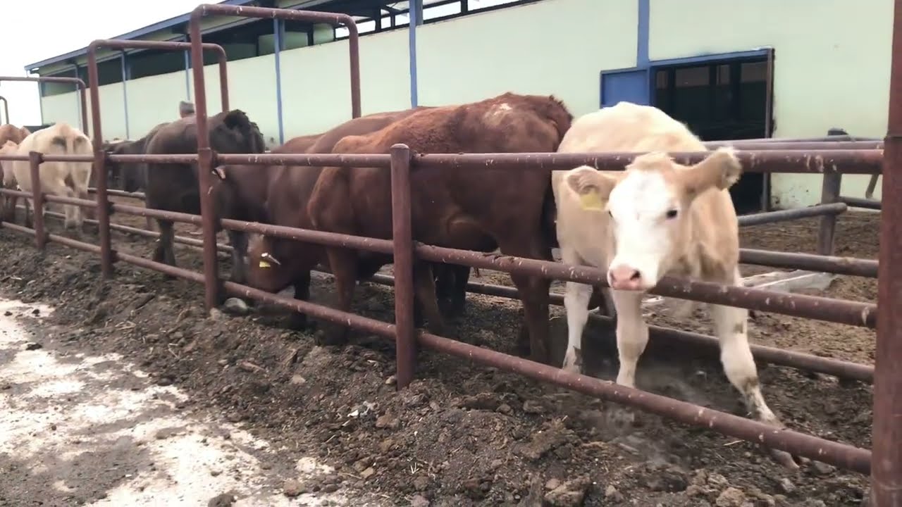 Angus sürümüze karma aşı ~ Yeni enikler #cow #dog  #farming  🐂 🏇