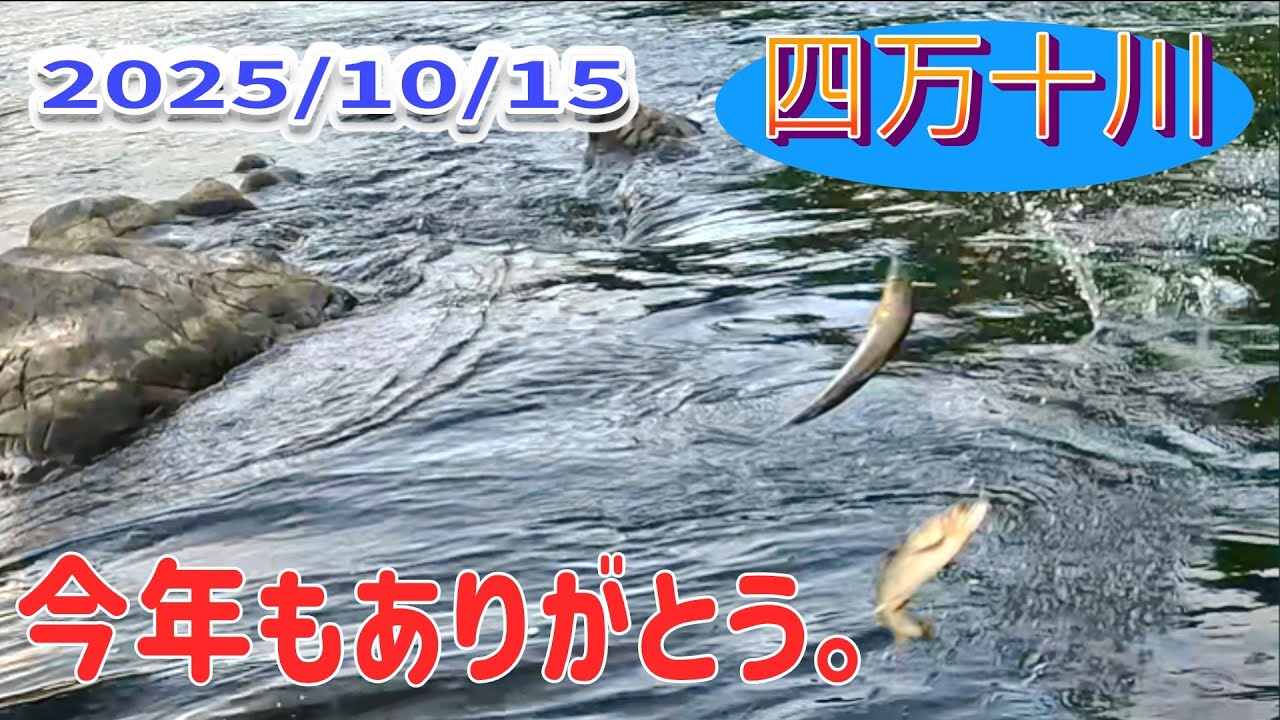 四万十川最終日の鮎釣り。最後は楽しんだ者勝ち！