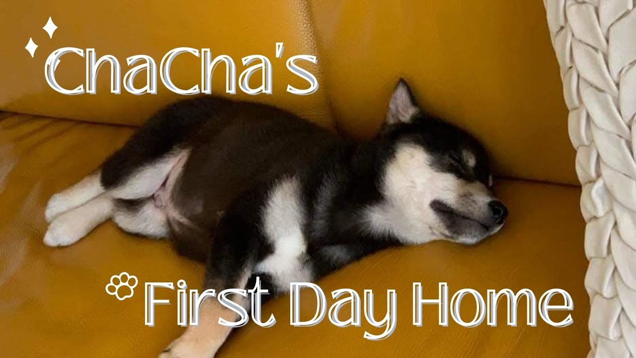 Black shiba's reaction when first time going to a new home