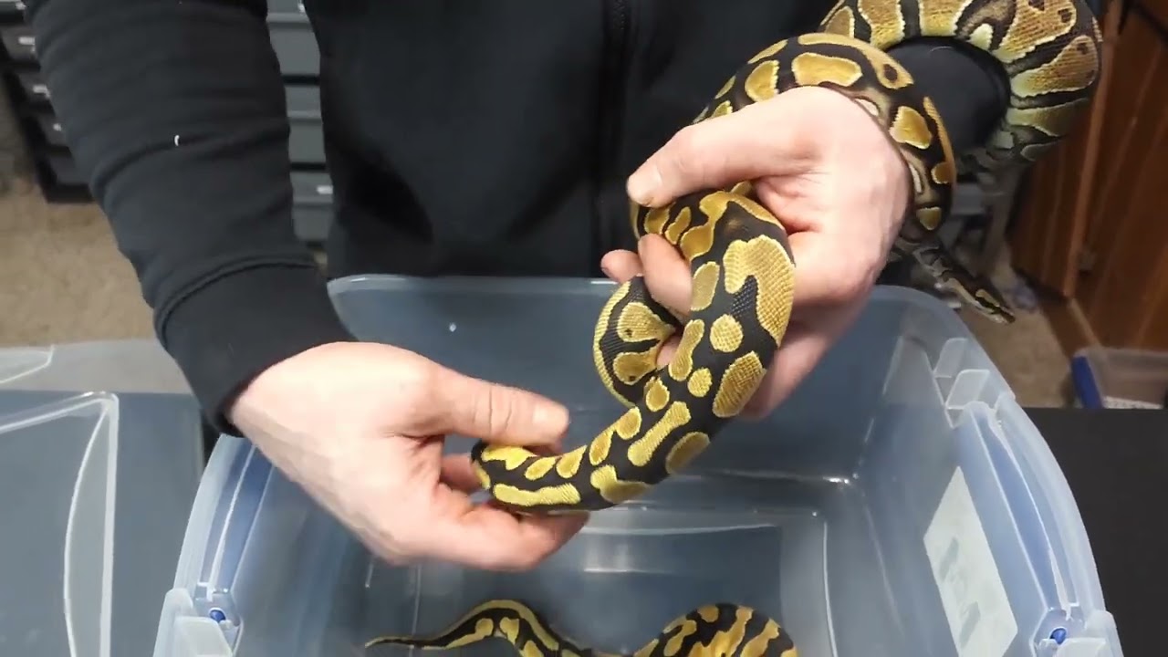 How To ID The Xtreme Gene, Few Combos We Made !!!