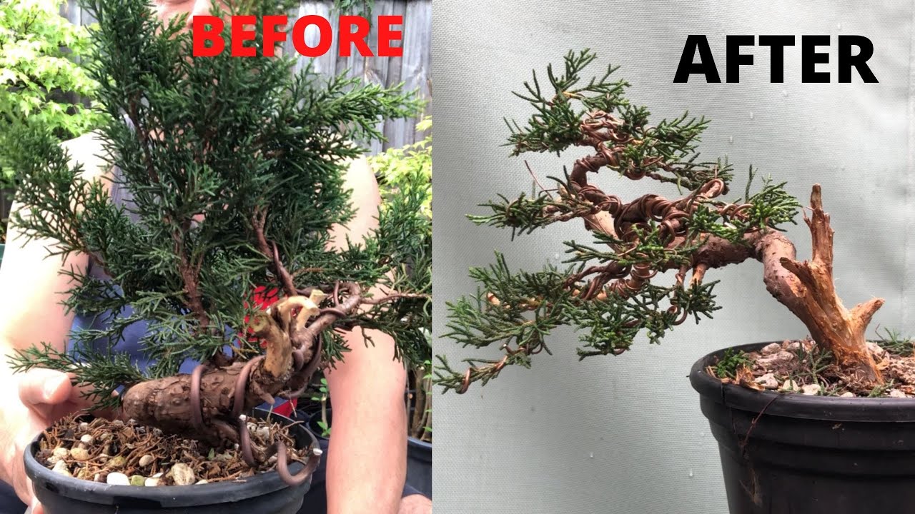 Bonsai styling and creation of shimpaku juniper Transform shimpaku stock juniper into bonsai