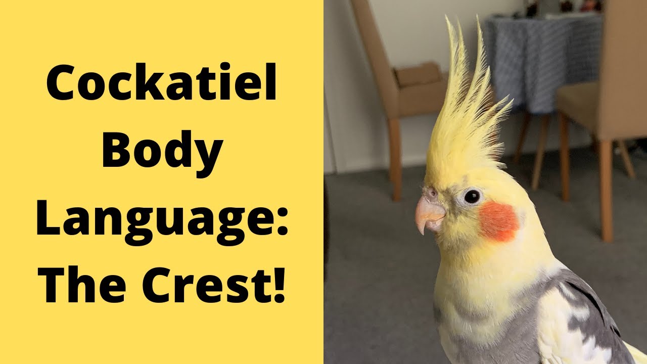 Язык тела и поведение кореллы | The Crest | TheParrotTeacher