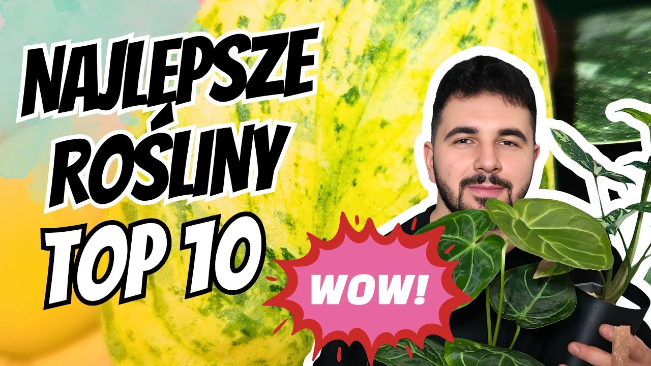 Najlepsze rośliny 🌿 Ulubieńcy miesiąca 💚 #roślinydoniczkowe #roślinydomowe